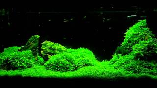 Planted aquarium [upl. by Ixela]