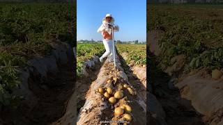 Digging Fresh Potatoes on The Farm  Harvesting Potatoes with Rural Farmer shorts satisfying [upl. by Annaear]