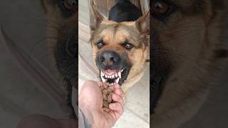 Angry Dog😉😉youtubeshorts viralvideo viwesproblem foryou [upl. by Etnoval]