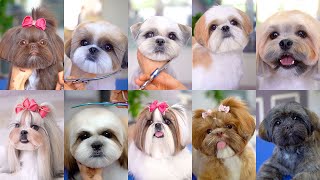 10 best grooming for shih tzu✂️❤️🐶 [upl. by Ailsun146]