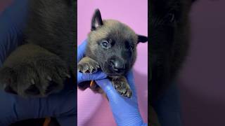 Athena 21 Days Old Belgian Malinois [upl. by Sedecram]