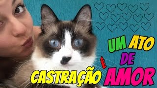 5 Motivos para você CASTRAR os seus gatos [upl. by Nivre]