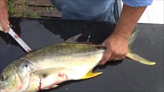 Can You Eat Jack Crevalle Trash Fish or Treasure Smoked Jack Crevalle How to Cook Jack Crevalle [upl. by Assela350]