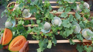 Easy  Experiment with growing Cantaloupe  Cantaloupe on the terrace yields unexpected [upl. by Deach273]