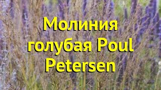 Молиния голубая Пол Петерсен Краткий обзор описание характеристик molinia caerulea Poul Petersen [upl. by Zellner]