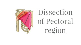 Dissection Muscles of Pectoral region [upl. by Philemol]