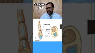 Schwann cells nursingcompetition biology nervoussystem [upl. by Saffren]