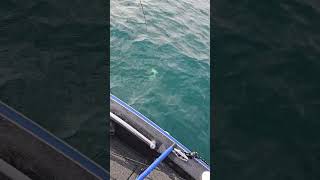 Casting lake trout on lake Michigan fishing trout casting livescope [upl. by Lledraw]