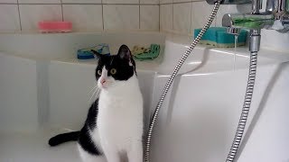 Kater Cookie spielt in der Badewanne  Teil 2 [upl. by Noemad]