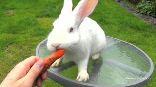 New Zealand White Bunny Rabbit Eating Carrot [upl. by Clercq]