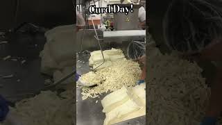 Another Tuesday another vat of the squeakiest cheese curds [upl. by Aserehs]