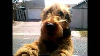 An Airedale Terrier Welcome [upl. by Alcus]