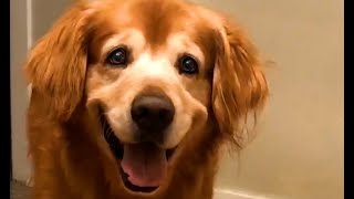 The Worlds Happiest Dog 😍  FUNNIEST Pets Of The Month [upl. by Banky]