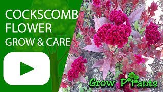 Cockscomb flower  grow care Harvest and Eat also Cut flower [upl. by Ardna502]