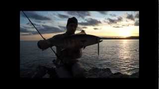 Fishing with DUO 8 Bonito on Press Bait Saira [upl. by Fishman]