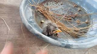 Perry the Border Collie Finds Another Baby Bird [upl. by Nosiram]