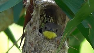 Nesting GOLDENBELLIED GERYGONE Singapore [upl. by Ploss]