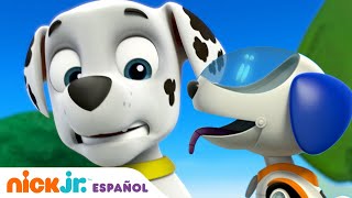 PAW Patrol  ¡Los cachorros salvan a un cachorro robot salvaje  Nick Jr en Español [upl. by Fox550]