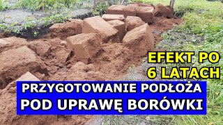 Przygotowanie Podłoża pod Borówkę  EFEKT PO 6 LATACH Uprawa Borówki amerykańskiej Wspaniały Efekt [upl. by Nelag725]