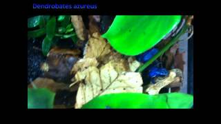 Poison Dart Frogs Dendrobates azureus [upl. by Eive432]