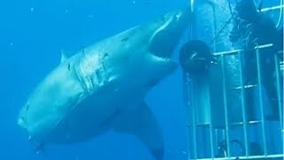 5 Megalodon Caught on Camera amp Spotted In Real Life 3 [upl. by Yffat980]