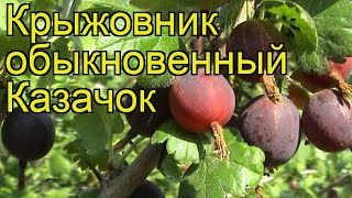 Крыжовник обыкновенный Казачок Краткий обзор описание характеристик ribes grossularia Kazachok [upl. by Yro]