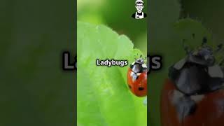 MindBlowing Facts About Insects InsectFacts Dragonflies Butterflies Ants Wasps Fireflies [upl. by Hsital]