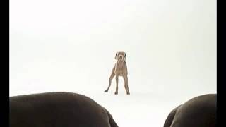 William Wegman Trio 2004 [upl. by Aryaz]