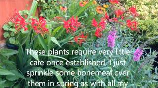 Crocosmia Lucifer In flower Dividing and caring Bulbs and corms HD [upl. by Aritak]