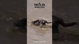 Crocodile crushes Wildebeest Head [upl. by Shulem]