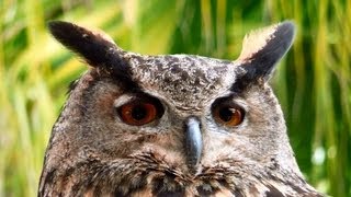 Eurasian EagleOwl Bubo bubo San Diego Zoo Safari Park [upl. by Christoper109]