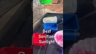 How to clean bird feeder and bowl best sanitizer dailyshorts cockatiel bird parakeet pet [upl. by Buford]