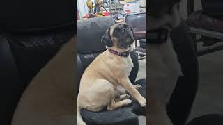 Marlow my big bad hunting dawg ready for action pug dog hunting viralvideo viralshorts [upl. by King9]