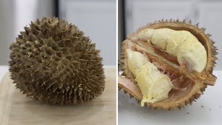 How to Eat Durian  Eating Durian King of Fruits  Worlds Smelliest Fruit [upl. by Emolas988]