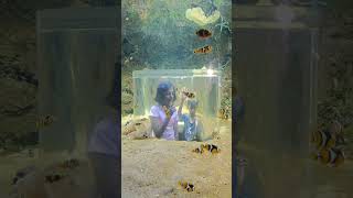 At VGP Marine Kingdom l Holiday funl Chennai l Clown fish [upl. by Kcire540]