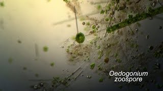 OEDOGONIUM zoospore flagella [upl. by Nithsa]