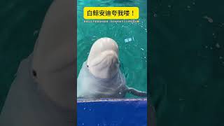 White Whale Andy praised me Sanya Atlantis Animals confusing behavior Fantastic Beasts on TikTo [upl. by Auberon]