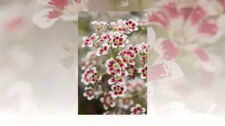 Saxifraga  garden plants [upl. by Ynnos]