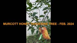 Update on the Murcott Honey Tangerine Tree Feb 2024 [upl. by Liman]