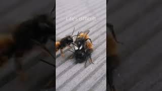 Wild bees having troubles while mating shorts [upl. by Naols590]