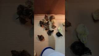 Moving quail chicks to the brooder [upl. by Olga]