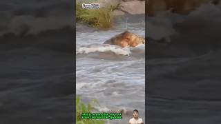 Sư tử cố gắng bơi qua dòng nước lũ để đi săn mồi một con bị trôi mất  Lion wades through flood [upl. by Sadowski]