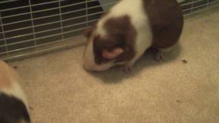 Guinea pig makes a STRANGE noise [upl. by O'Rourke]