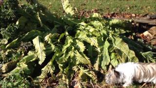 Growing and Harvesting Horseradish [upl. by Stew68]