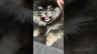 Luka dog puppy viral funny doglover comedy happydog humor [upl. by Sinnal730]