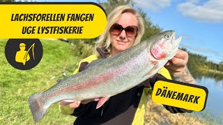 Lachsforellen fangen  Uge Lystfiskerie [upl. by Edee]