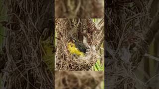 Olive Backed Sunbird also known as Tamsi in the Southern part of the Philippines [upl. by Smart]