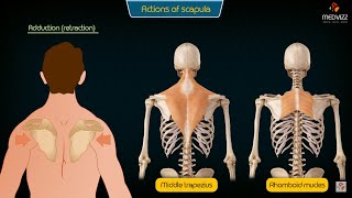 Movements of the scapula medical animation  Upperlimb Anatomy Usmle step 1 [upl. by Ahselef]