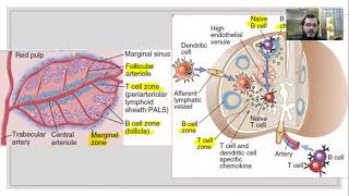 Immunology B cell activation Lecture 13 [upl. by Eesdnil]