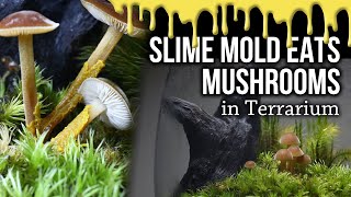 Slime mold eats Mushrooms in Terrarium timelapse [upl. by Nomannic1]